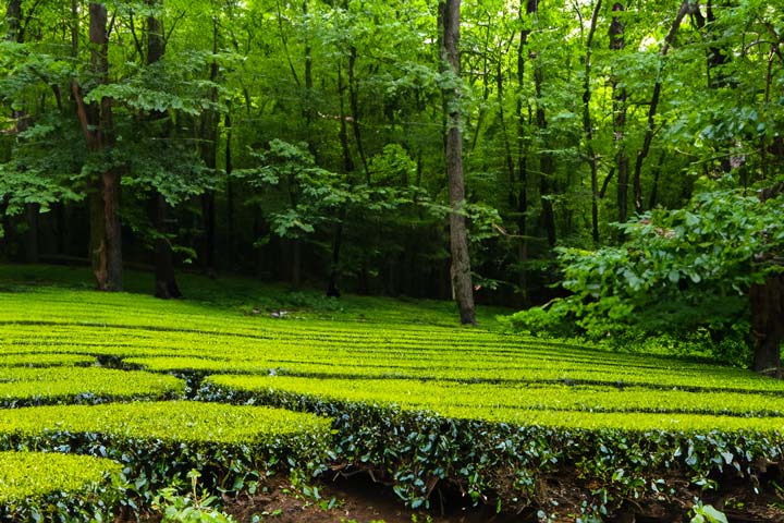 Shincha Tee: Feiner japanischer Frühlings Grüntee